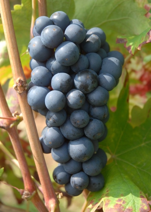 Primitivo-Zinfandel 4 (C) Reinhard Antes